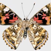 A Painted Lady butterfly shown against a white background by Anyi Mazo-Vargas