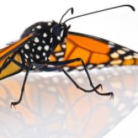 Close-up of a Monarch butterfly perched upon an opaque background.