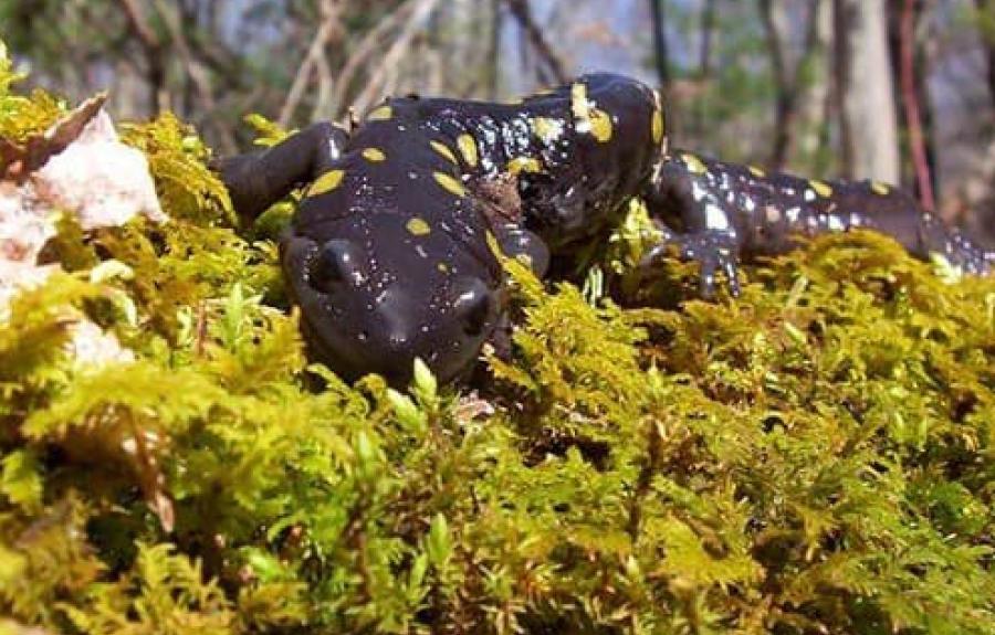 Spotted Salamander in moss