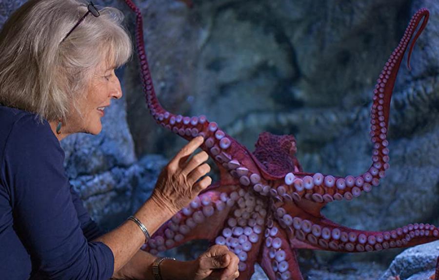 Drew Harvell shown with an octopus in an aquarium; photo by David O. Brown
