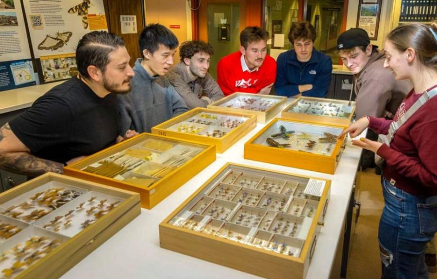 Students spent hours researching Vladimir Nabokov’s butterfly collection at the Cornell Insect Collection.