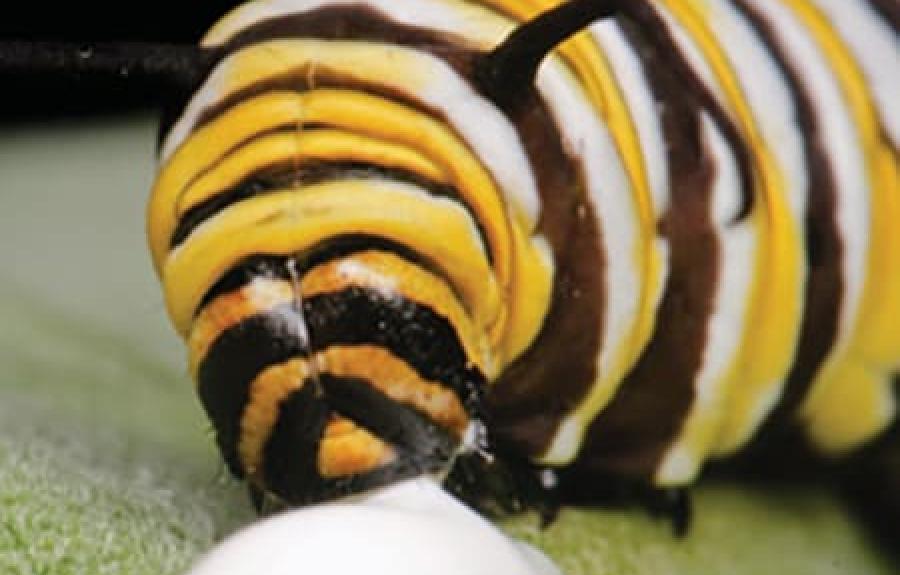 A monarch caterpillar dines on a milkweed leaf, which exudes toxic latex.