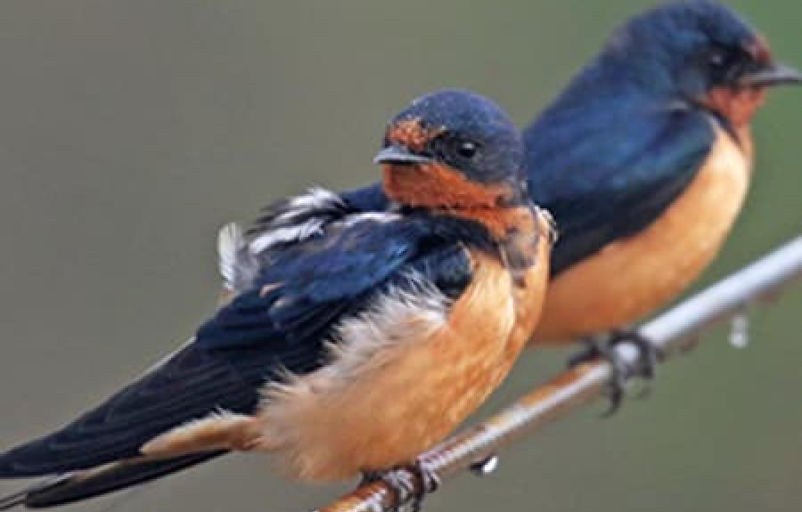 Two birds resting on a small branch