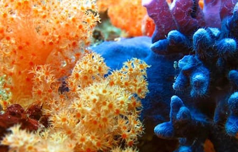 healthy and brightly colored coral underwater