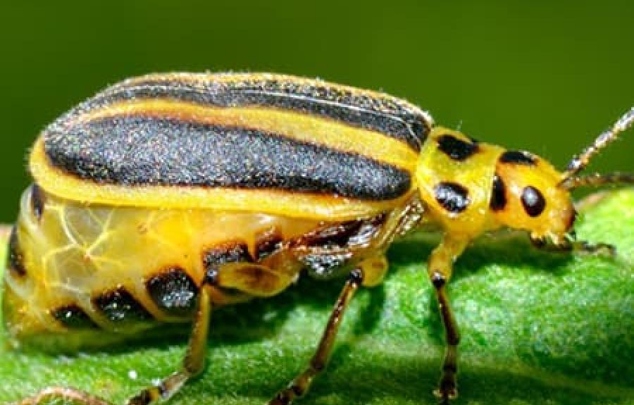 Adult goldenrod leaf beetle on a leaf