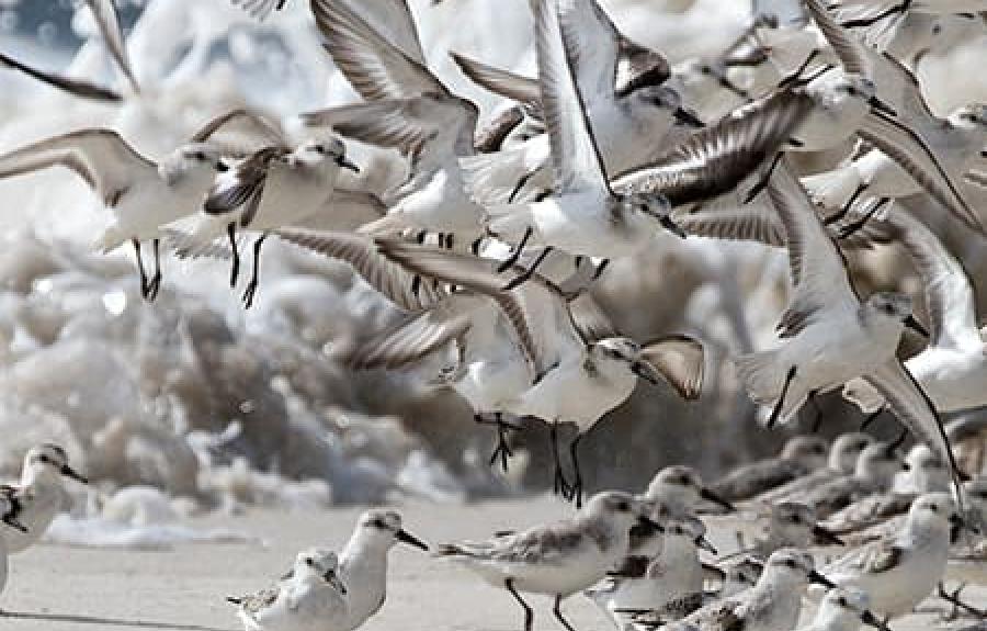 A flock of shorebirds take flight from a sandy beach with waves in the background