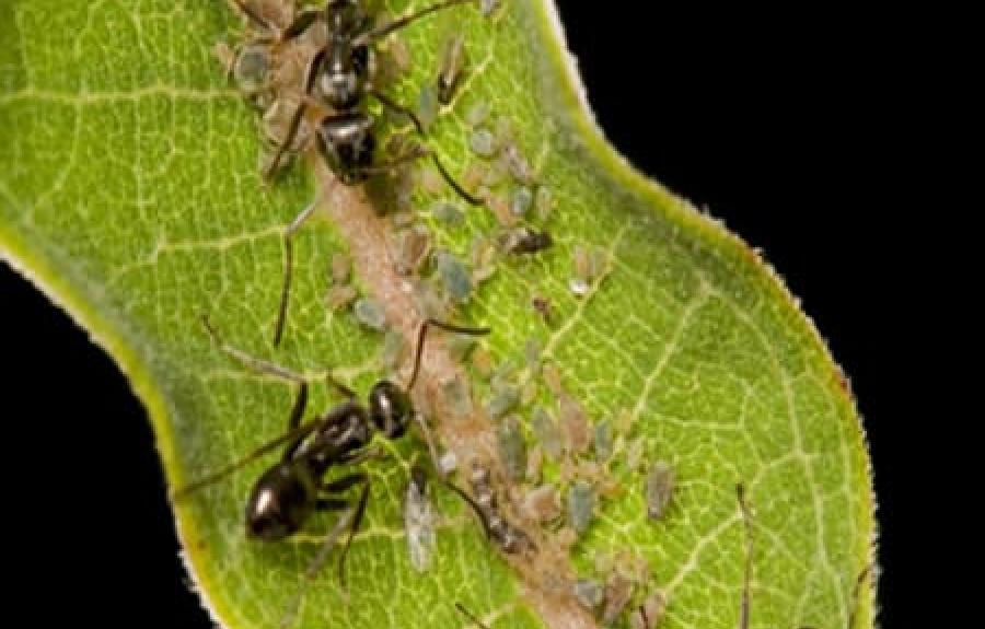 Ants on milkweed
