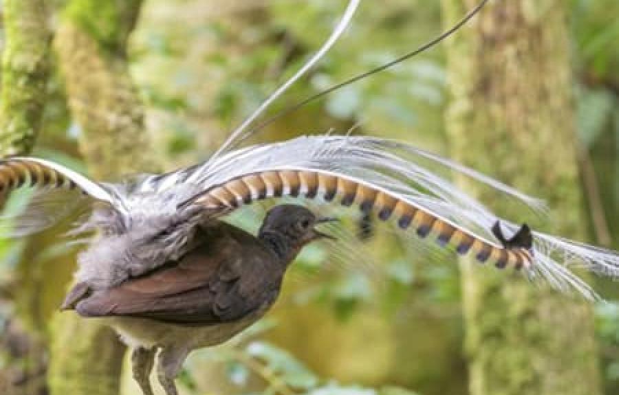 superb lyrebird