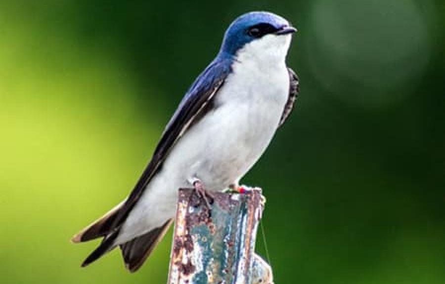tree swallow perched on a stick