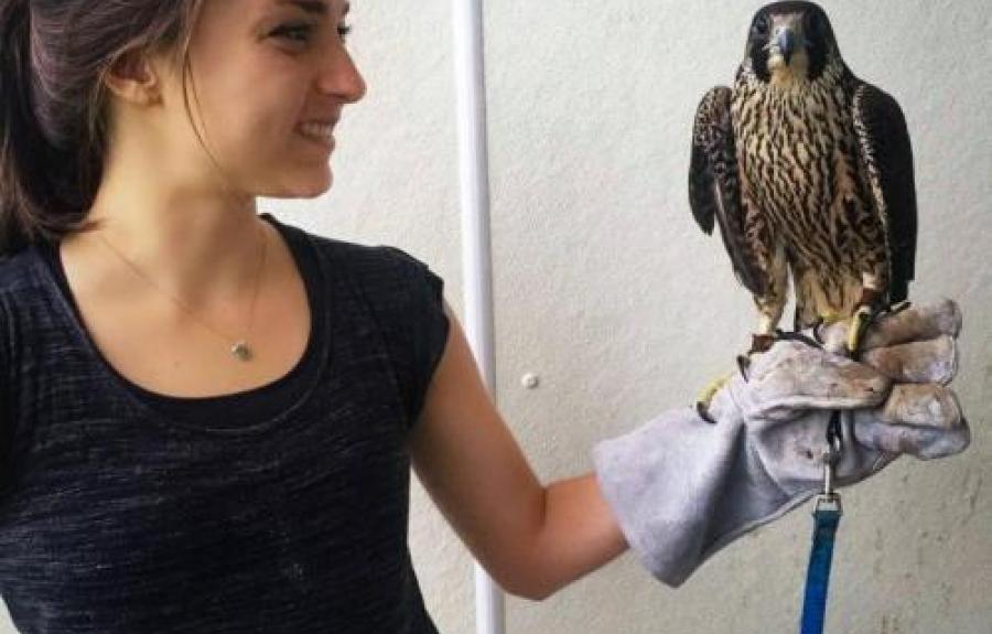 Undergraduate student, Raisa Kochmaruk shown with a falcon