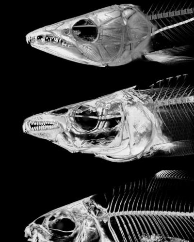 Three species of Characiformes (piranhas, tetras and allies) from Africa showing variation in head anatomy.