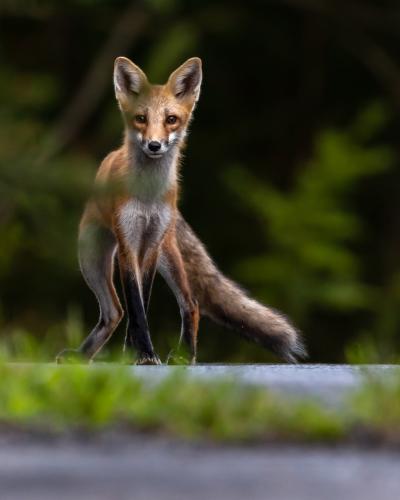 Red fox by Christine Bogdanowicz.