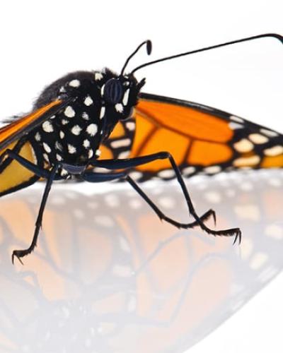 Close-up of a Monarch butterfly perched upon an opaque background.