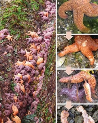 Different clusters of Seastars