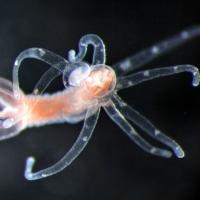A Scarlet sea anemone (Nematostella vectensis) by Leslie Babonis