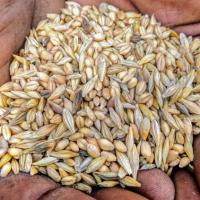 A mixture of ancient grains held in the palm of a hand by Alex McAlvay/New York Botanical Garden