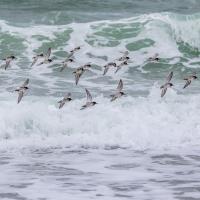A flock of shorebirds in flight over crashing waves by Christine Bogdanowicz