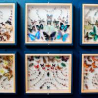 A colorful diversity of insects in frames for musuem exhbit displays