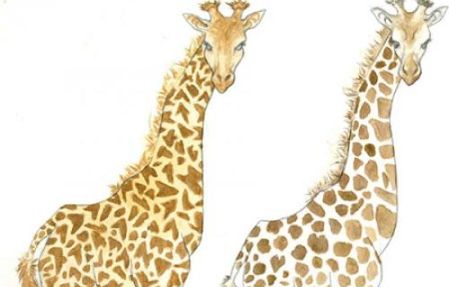 Giraffes illustration