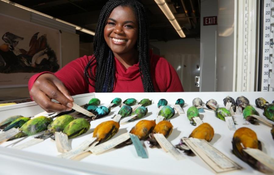 Student shown with bird skins from the collections at Cornell