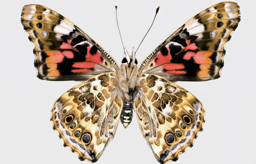 A Painted Lady butterfly shown against a white background by Anyi Mazo-Vargas
