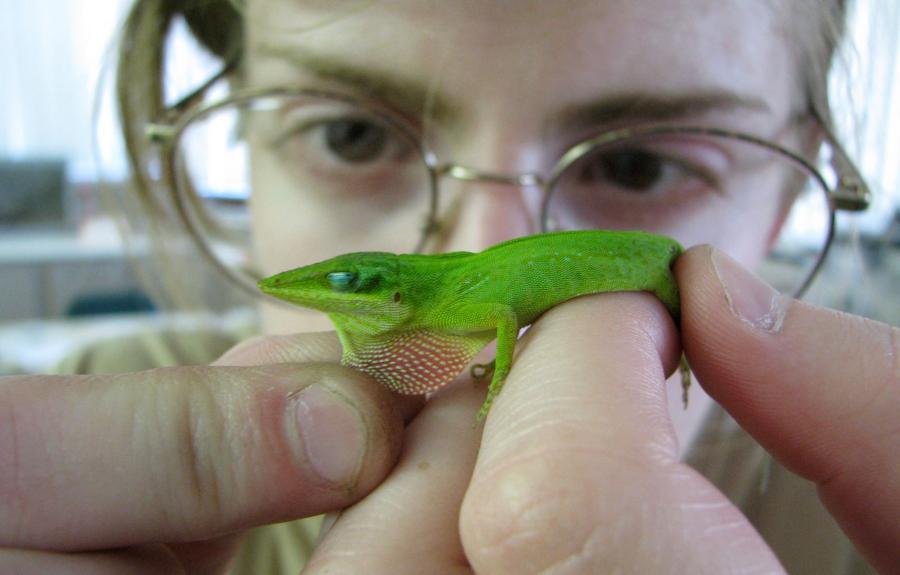 A student shown studying a small, green lizard
