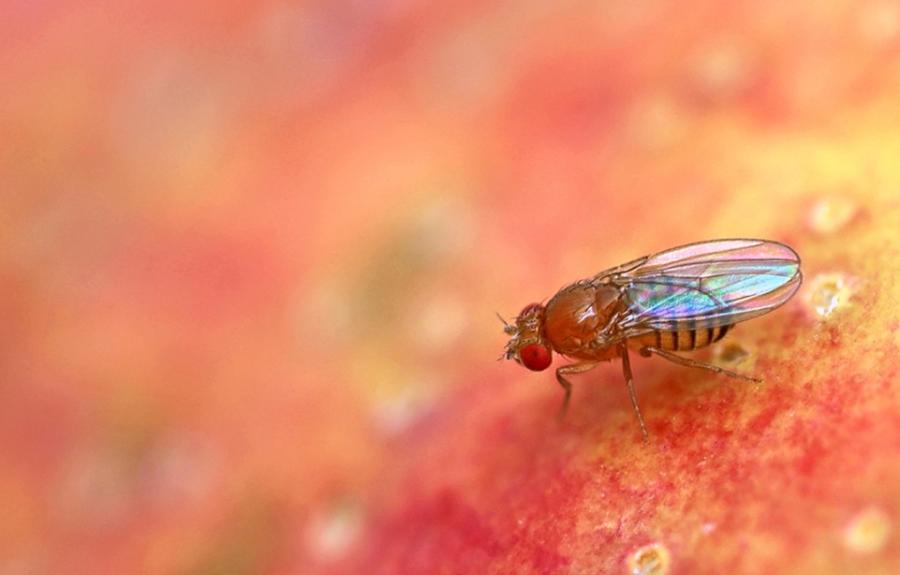 A fruit fly.