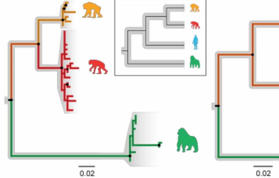 A figure from the Moeller Lab paper about human-primate gut bacteria