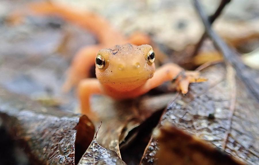 The terrestrial, juvenile stage red eft of the Eastern Newt (Notophthalmus viridescens) by Christine Bogdanowicz.