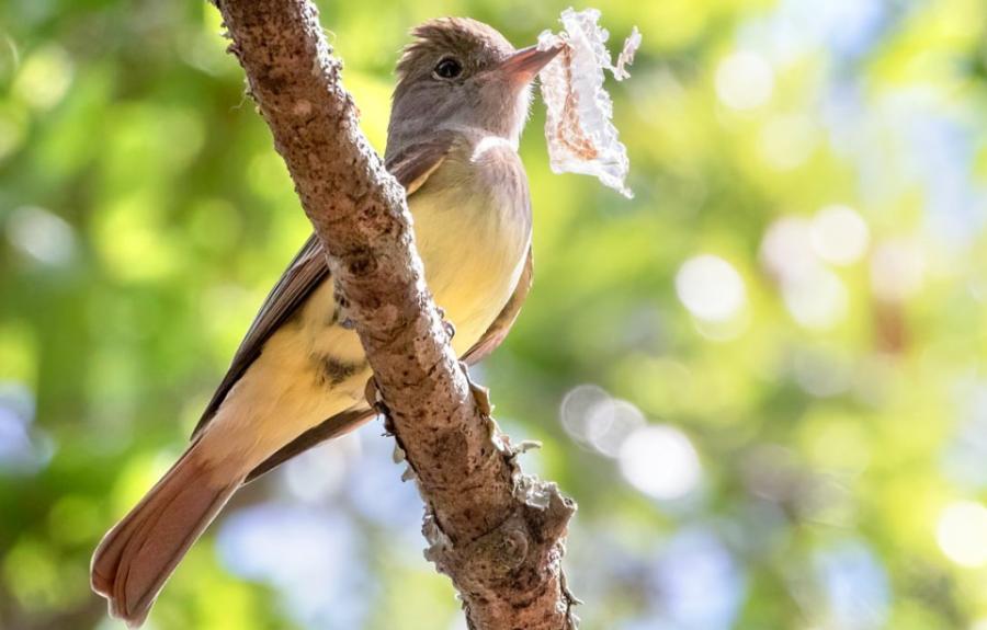 Flycatcher with snake skin Barbara Taylor/Macaulay Library for EEB website 2025