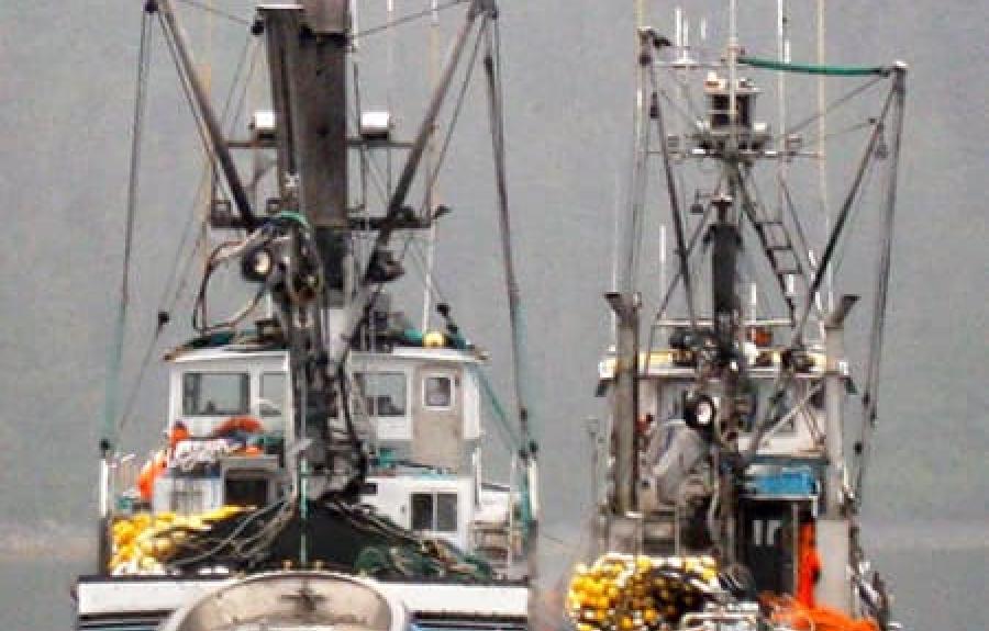 At Prince William Sound in Alaska, purse seiners – fishing boats that use a wide net to capture schools of salmon – are moored waiting to make another catch.