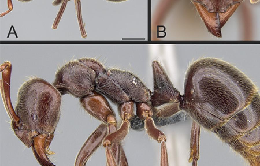 Corrieopone nouragues, a new ant genus discovered in 2018 in French Guiana