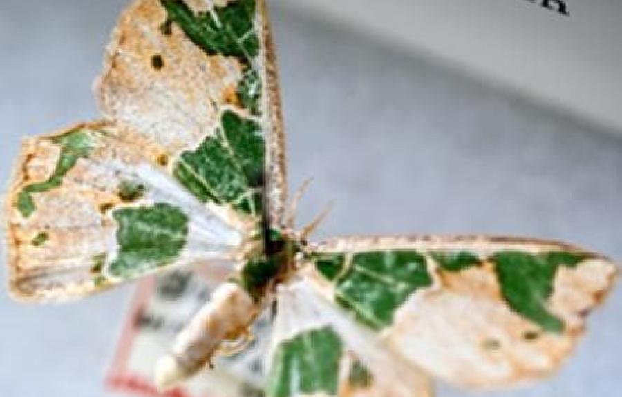 An preserved Emerald Embellished moth