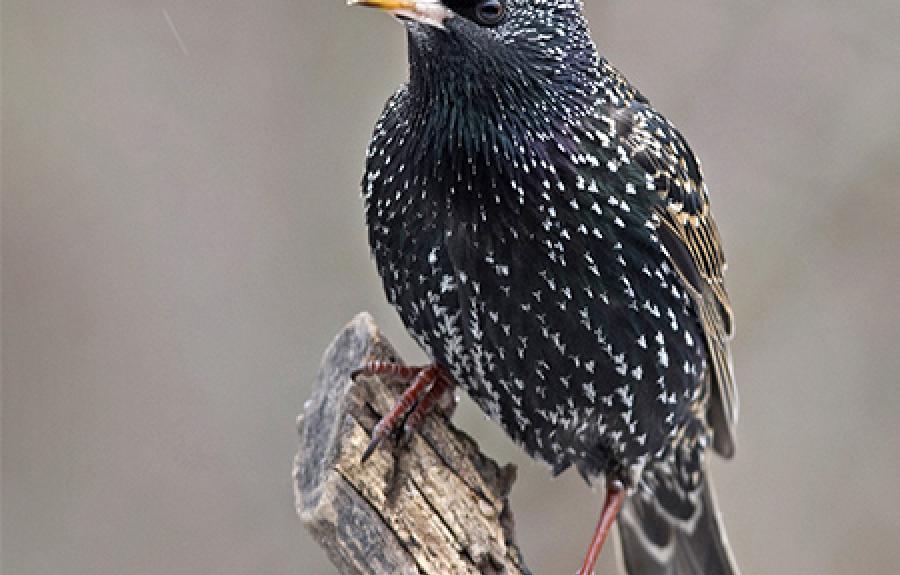 European Starling by Gary Mueller courtesy of the Cornell Lab of Ornithology.jpg