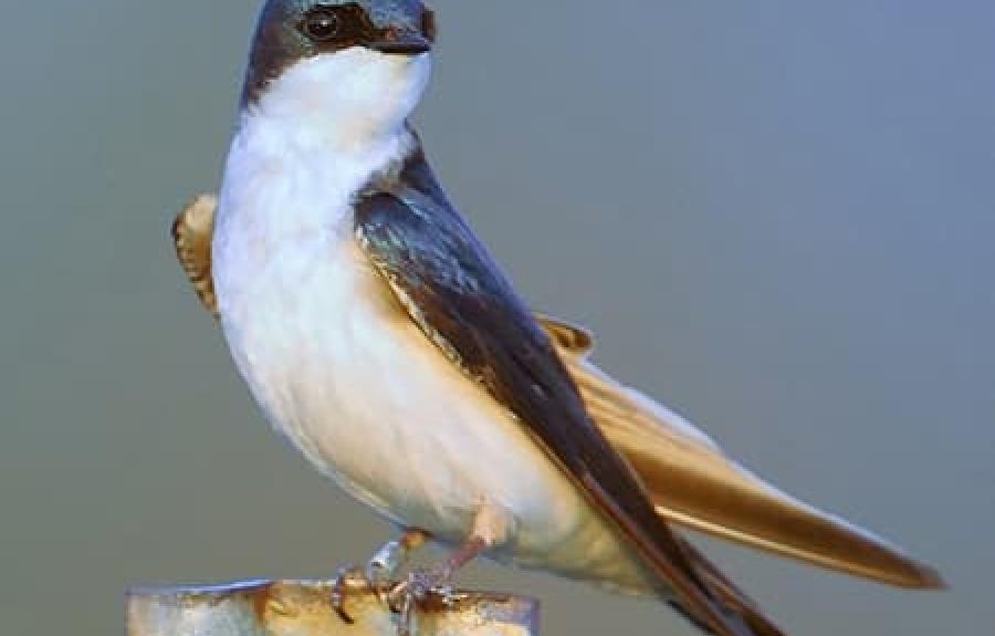 Tree swallow perched on a metal fence post