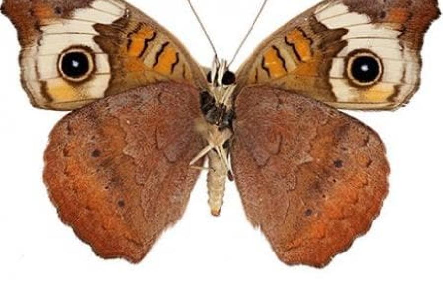 single common buckeye butterfly