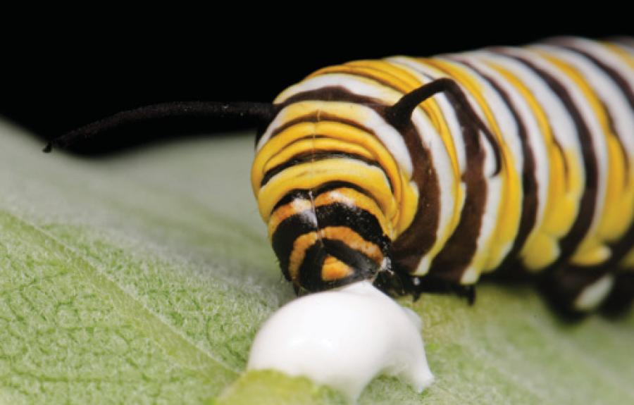 A monarch caterpillar sucks on milkweed latex.