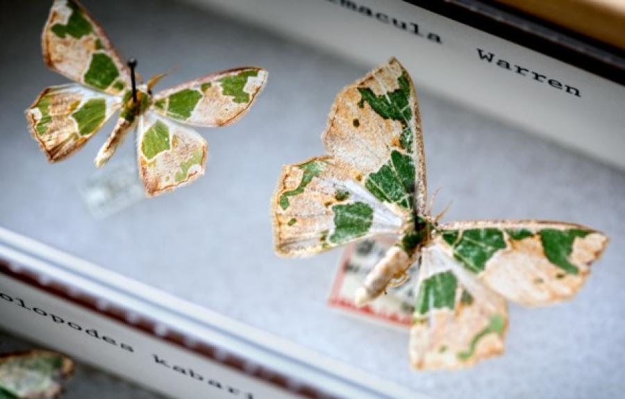 Archichlora viridimacula, the Embellished Emerald moth