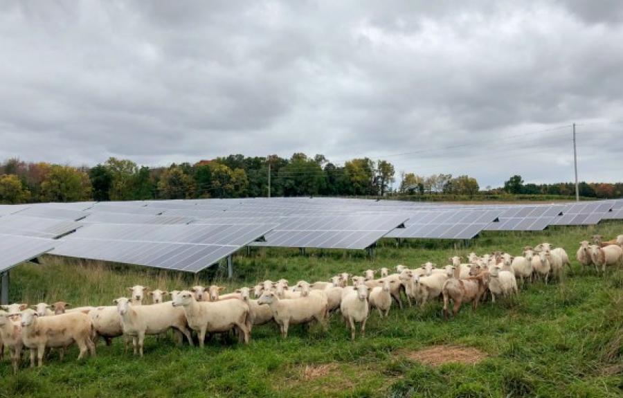 Cornell’s Sutton Road Solar Farm in Geneva, New York