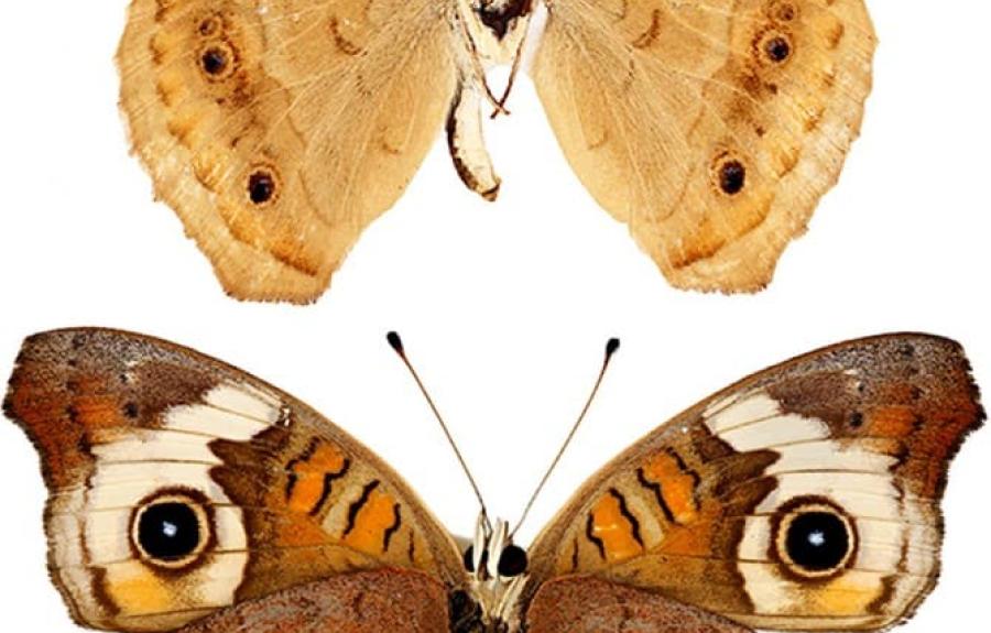 Two Buckeye butterflies shown with spread wings on a white background