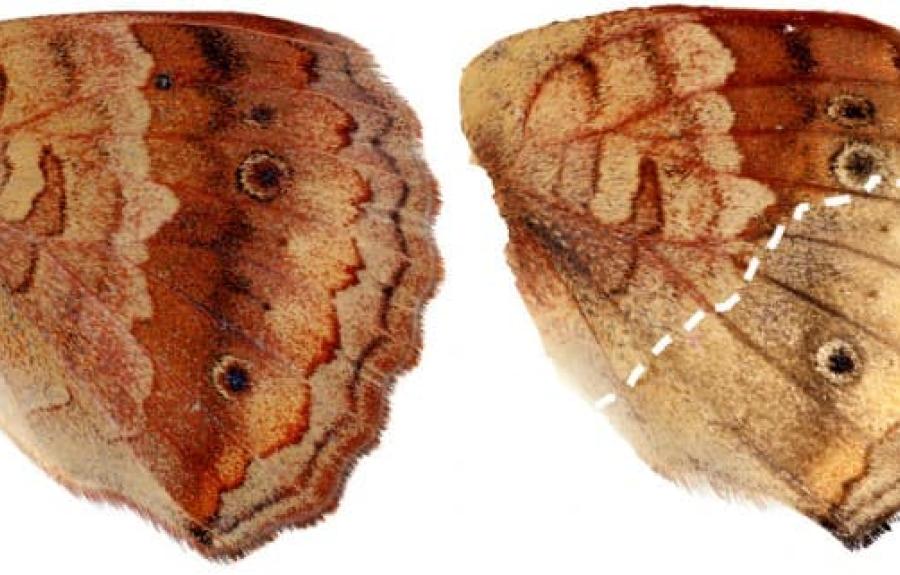 Two buckeye butterfly wings shown on a white background