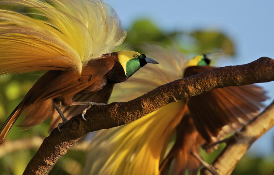 Canopy Singer Bird