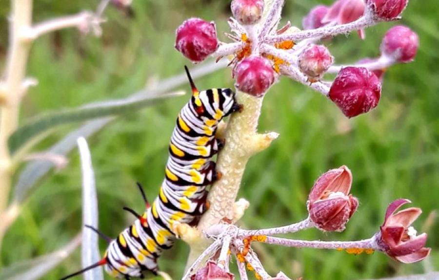 Queen butterfly larvae and oleander aphids feasting on a bract milkweed growing on the roadside in Carlsbad, New Mexico.