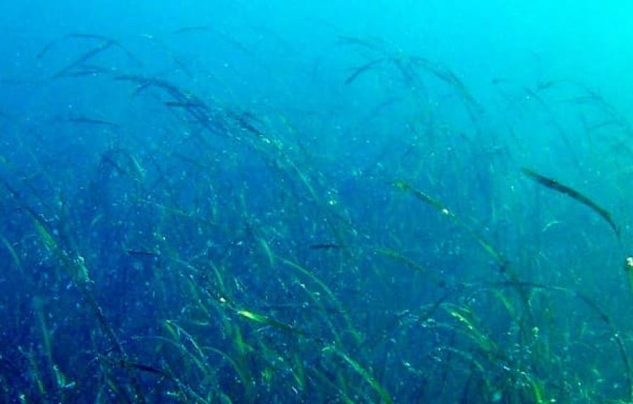 Subtidal view of an eelgrass bed.
