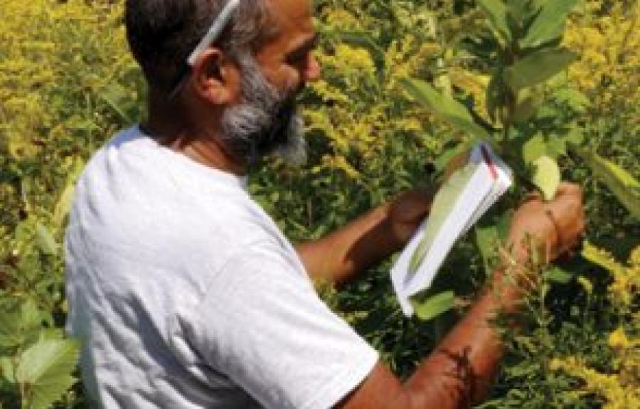 Agrawal in the field, studying milkweed plants.