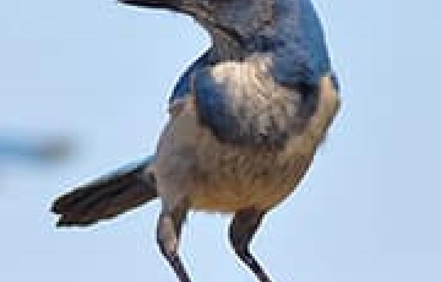 CAMPUS BIODIVERSITY: Blue Jays