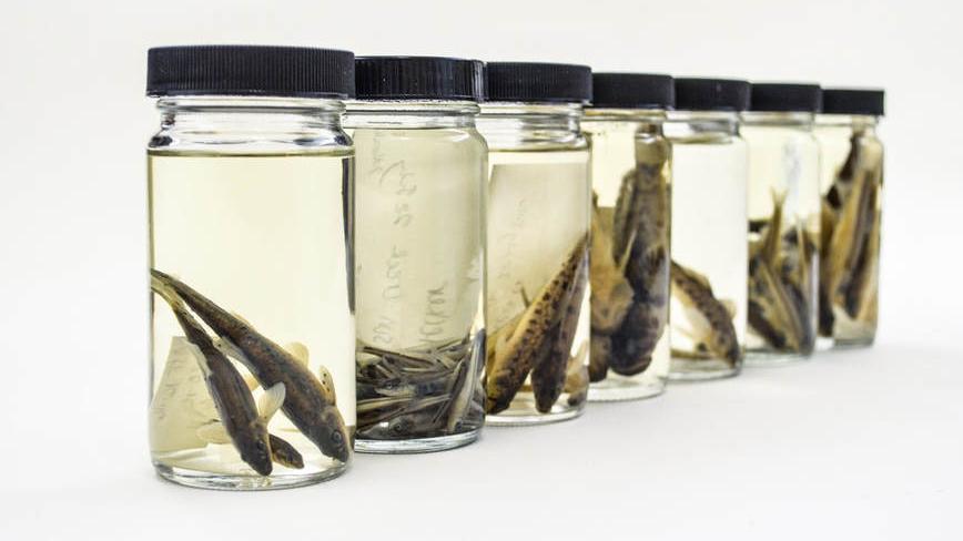 Jars of preserved fish from the collections at the Cornell Musuem of Vertebrates