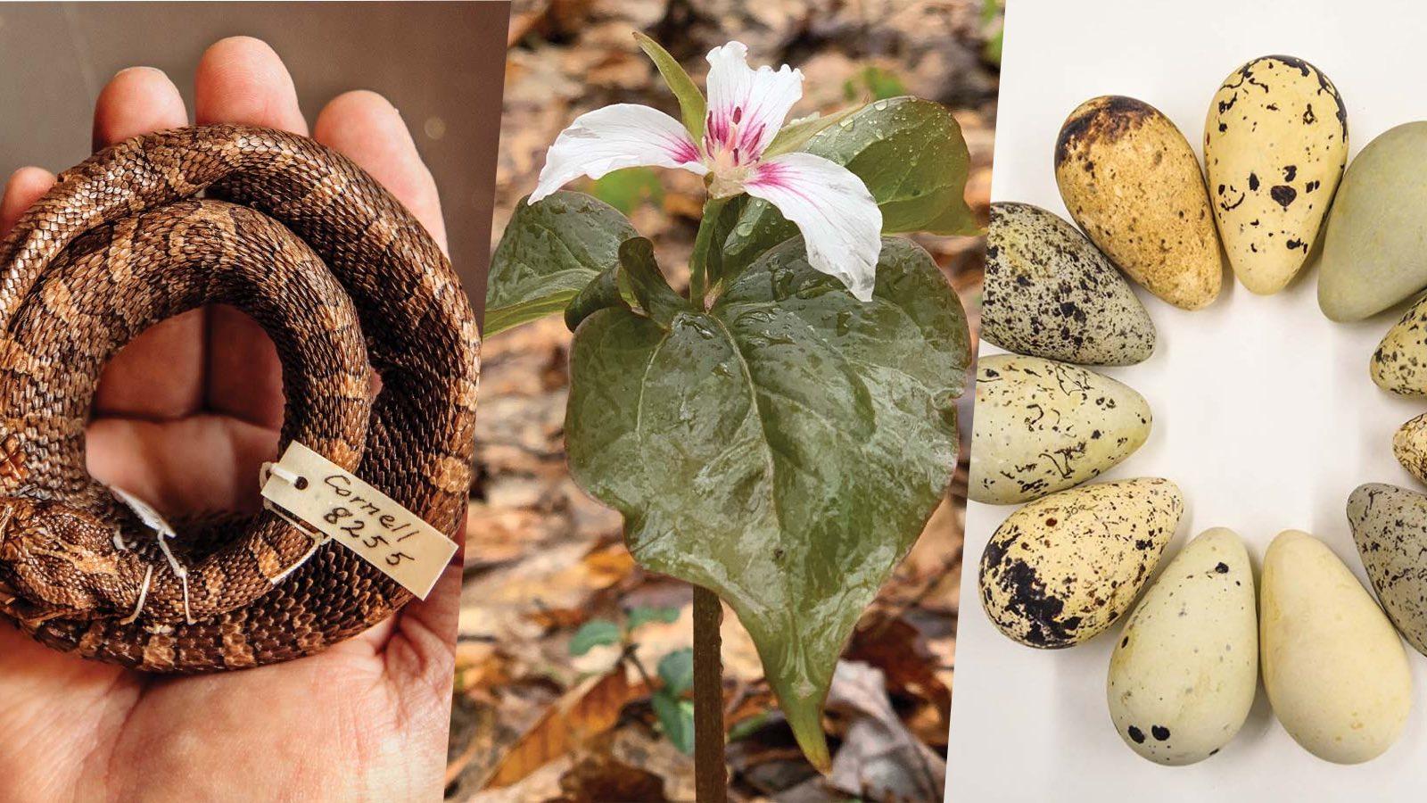 Image of a snake, trillium flower and eggs