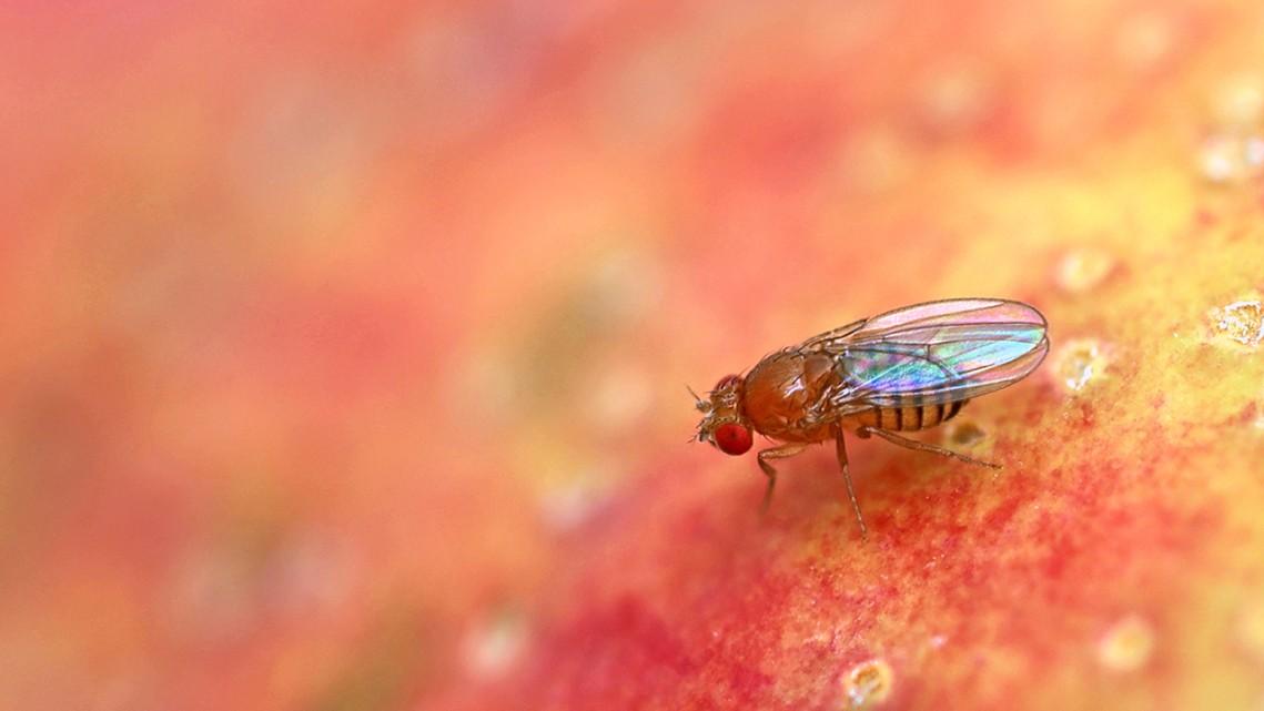 A fruit fly.