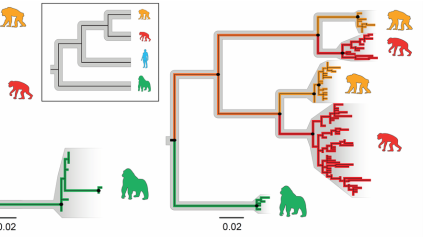 A figure from the Moeller Lab paper about human-primate gut bacteria